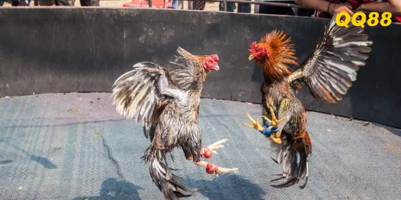 Các loại cá cược đá gà tạu QQ88
